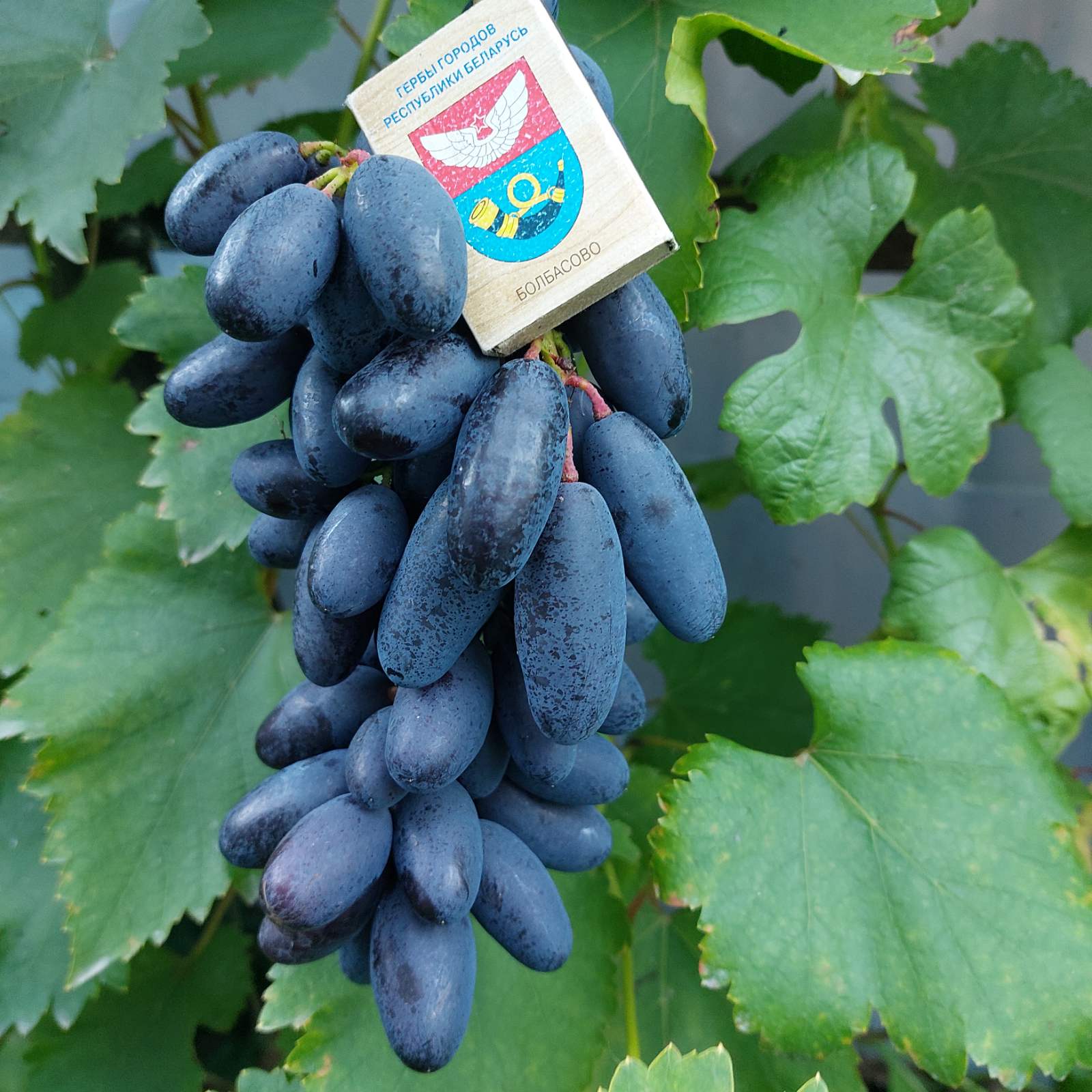 dneprovskiy suvinir vinograd
